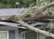 Emergency Tarping and Roof Repairs | Tree Falls On House Damage Roof