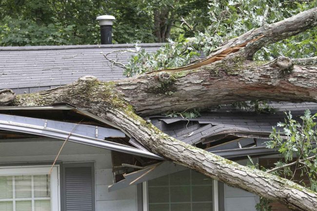 Emergency Tarping and Roof Repairs | Tree Falls On House Damage Roof