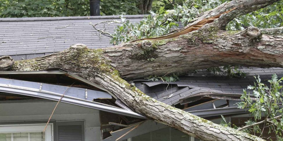 Emergency Tarping and Roof Repairs | Tree Falls On House Damage Roof